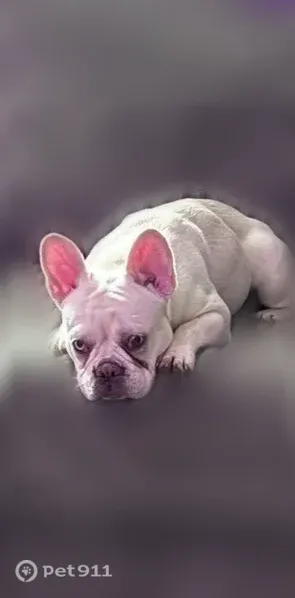 Missing dog Female, Philadelphia (usl546631) - photo