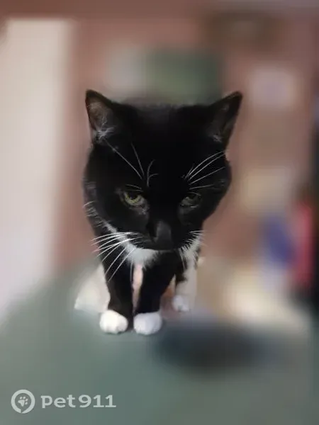 Missing cat Female, Wells (usl546633) - photo
