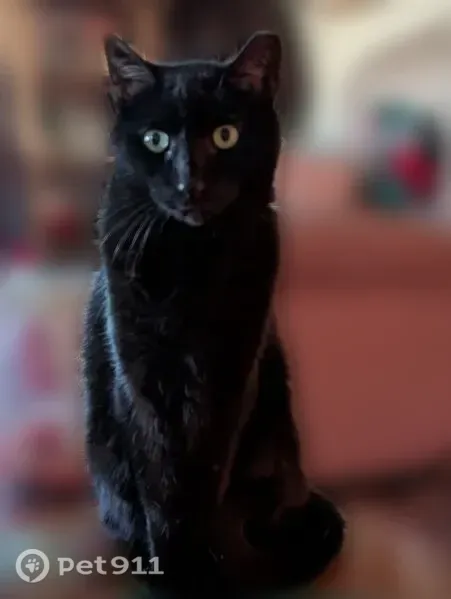 Missing cat Male, Conshohocken (usl546634) - photo