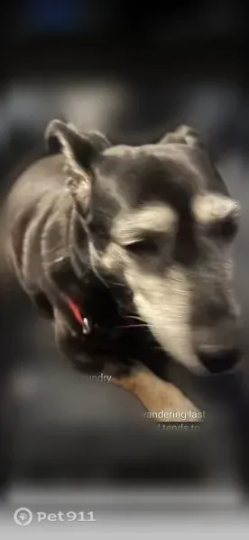 Missing dog Female, Brockton (usl546627) - photo