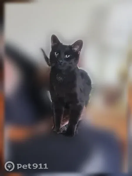 Lost cat, Stow, Ohio, Cleveland — black coat, green eyes - photo