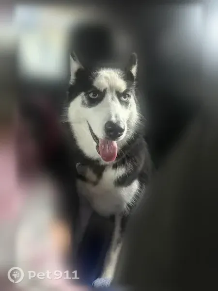 Lost dog, Plymouth Avenue, 916, Orlando — female with a purple collar - photo