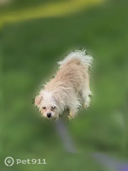 Lost dog, female, Vivian Drive, Perrysburg Township, Walbridge — white and tan with amber eyes - photo