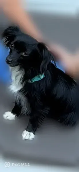 Lost dog, Johnson Drive, Holliston, Haverhill — female dog with white chest and paws - photo