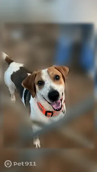 Lost dog, Ruby Ridge Drive, 204, Talking Rock — male - photo