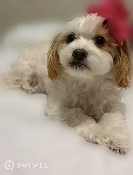 Lost dog, North 11th Street, 104, Fresno — female with brown-orange ear spots - photo