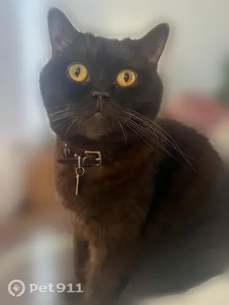 Lost cat, Saturn Street, 6107, Los Angeles — male British Shorthair with a brown coat - photo