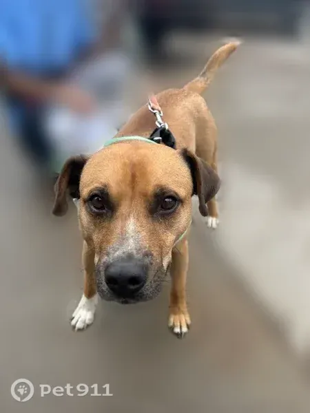 Lost dog, West Fresquez Avenue, Flagstaff — male with a white belly - photo