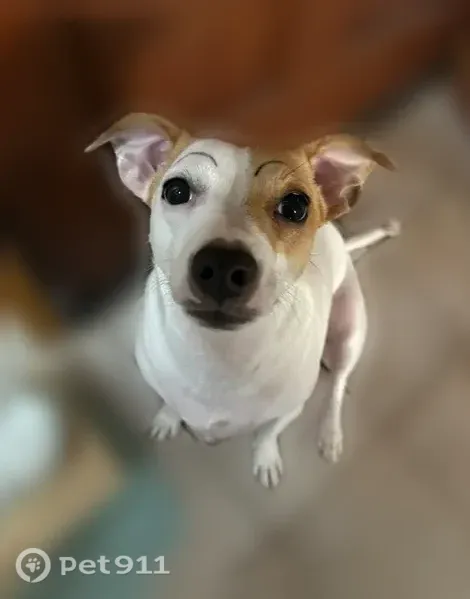 Lost Dog, female, Laimi Road, 127, East Honolulu — black spots on skin - photo