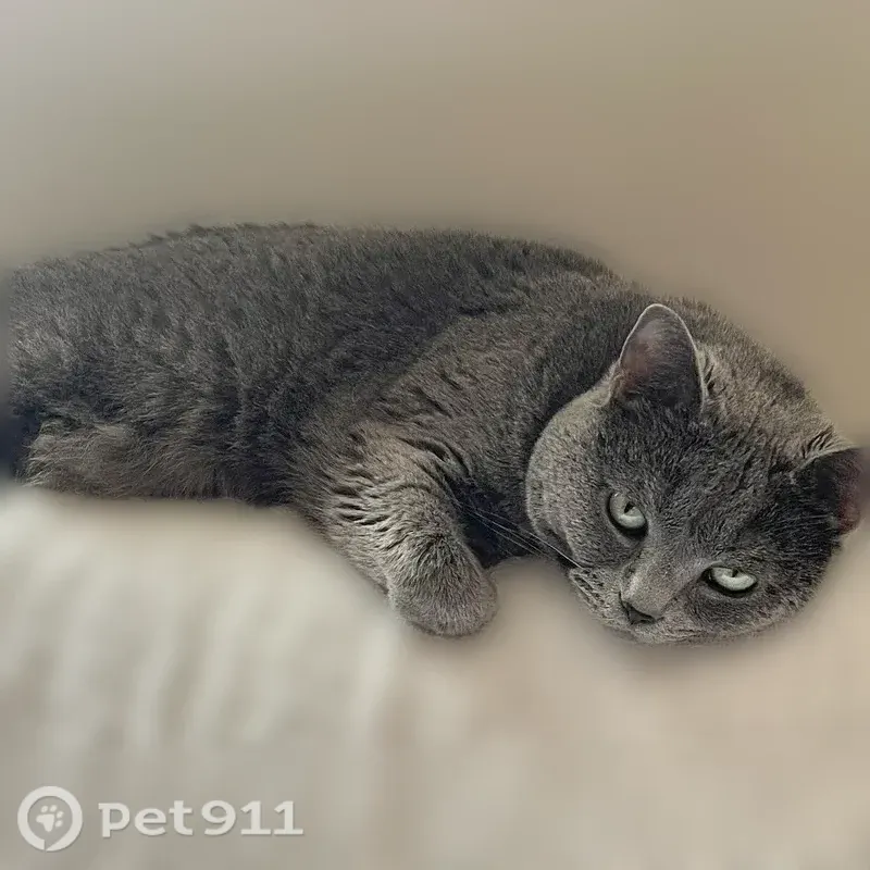 Lost cat, Russell Street, Covington — female, light grey with green eyes - photo