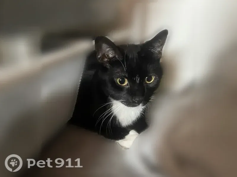 Lost cat, Gable Falls Place, North Las Vegas — male with bright yellow-green eyes - photo