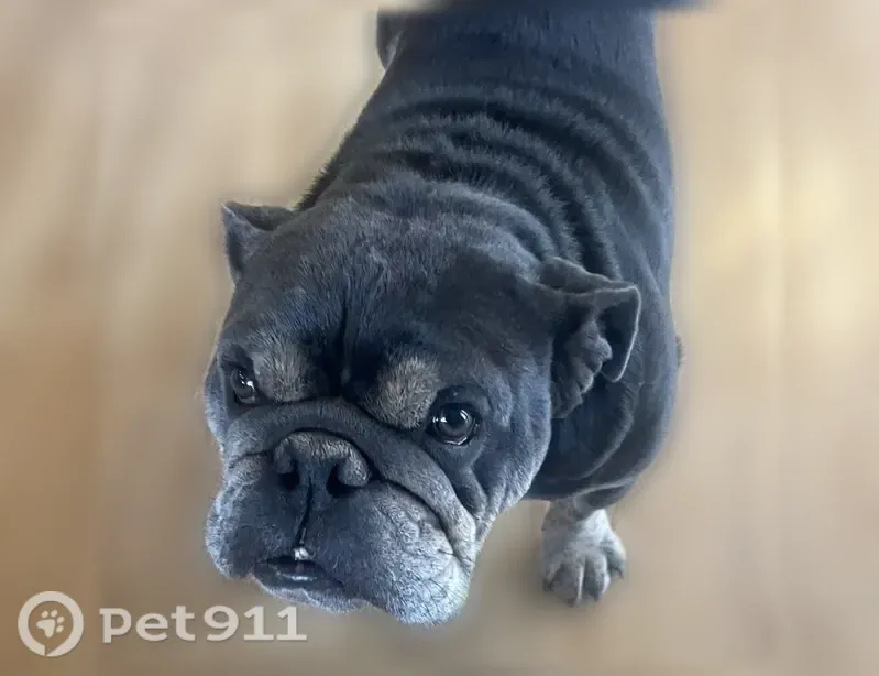 Lost dog, 23rd Avenue, Evans, Eaton — male, mostly black with brown markings - photo