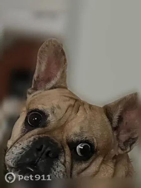 Lost Dog, Sonoma Way, 8076, Florence — Female Frenchie with Blue Tattoo - photo