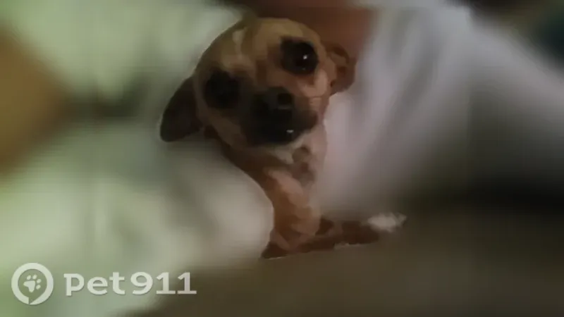 Lost dog, Vejar Street, 1622, Pomona — female with a golden-brown coat - photo