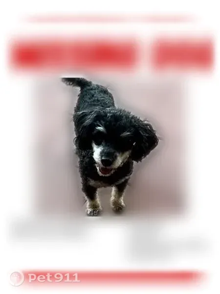 Lost dog, South Gopher Road, 12614, Buckeye, Goodyear — female poodle with white paws - photo
