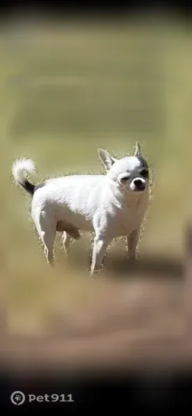 Lost Dog, Millennium Way, 1498, Atlanta — male small Chihuahua - photo