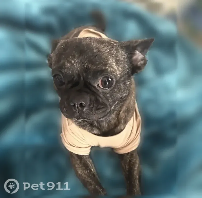 Lost dog, male French bulldog, West 62nd Street, 925 1/2, Los Angeles — stocky build - photo