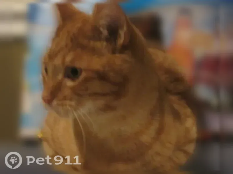Lost cat, Curve Street, Dedham, Boston — male, orange and white - photo