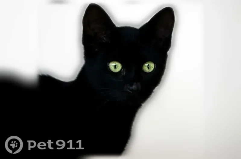 Lost cat, Pond Pine Court, 703, Orlando — male with green-brown eyes - photo