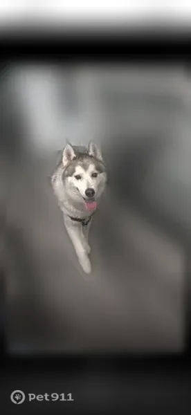 Lost male dog, South Jordan, Utah, South Jordan — wearing a harness - photo