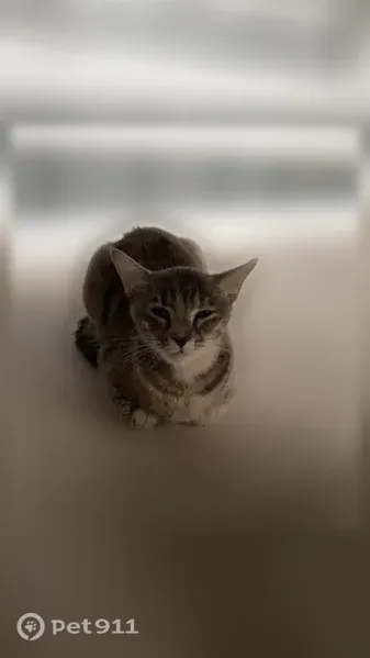 Lost cat, Silver Oaks Street, 2214, New Caney, Roman Forest — female with a caramel nose mark - photo