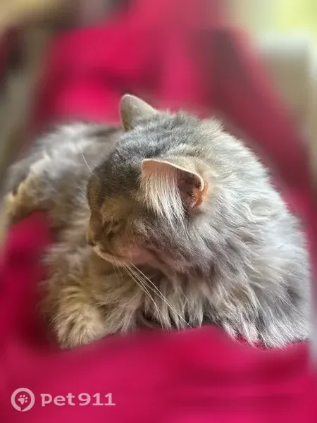 Lost female cat, River Drive, 1403, Fremont — gray fluffy coat and pink bell collar - photo