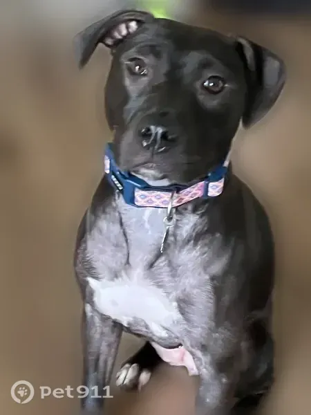 Lost Dog, Blyth Drive, Texas, Arlington — female with short black fur and white paws - photo