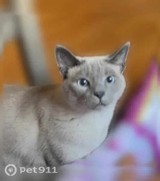 Lost cat, male, South 98th Street, 3334A, Milwaukee — friendly indoor cat - photo