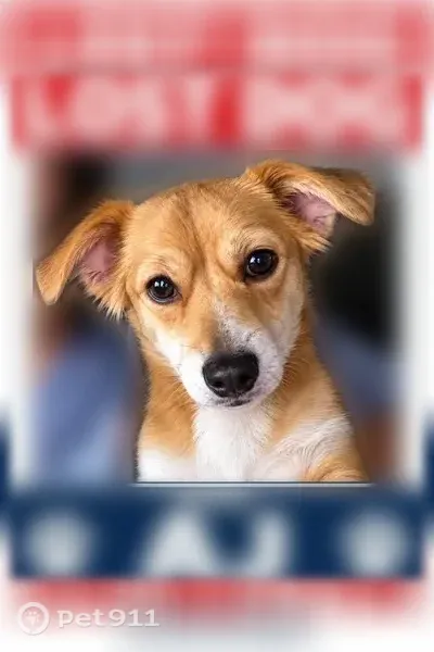 Lost dog, Timbercrest Drive Northwest, 3903, Huntsville — male Chihuahua-Yorkie mix - photo