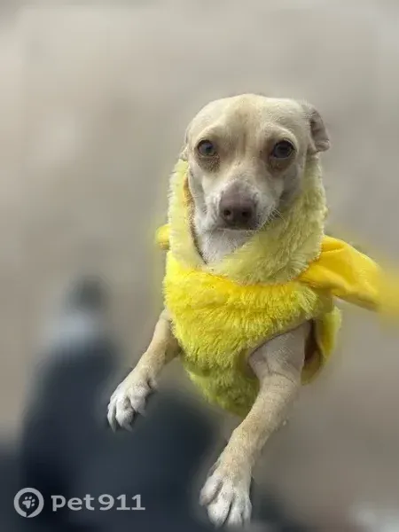 Lost male dog, East Farm to Market 2812, 1001, Edinburg, Edinburg — ran into the woods - photo
