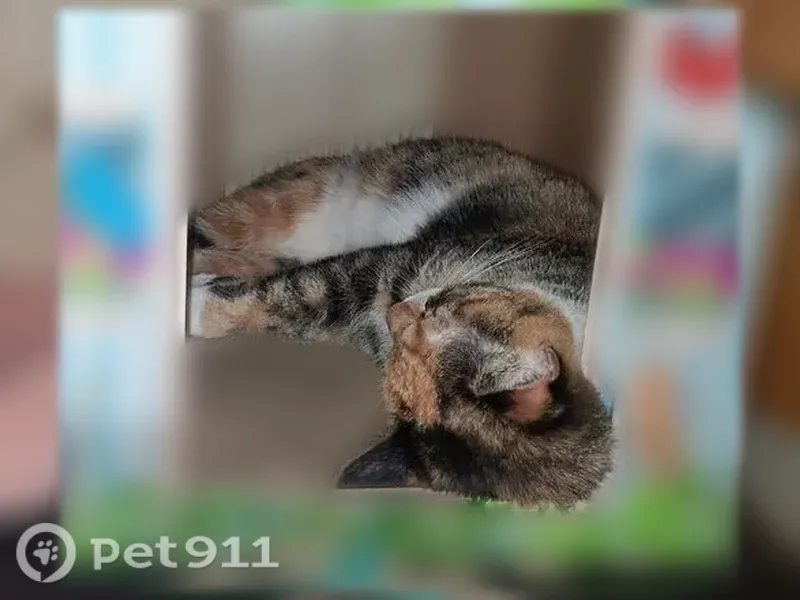 Lost cat, female, Powder Spring Road, 228, Groton — brown, white and tan calico - photo