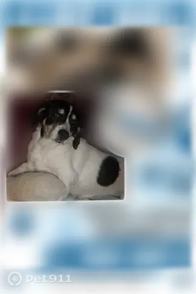 Lost dog, Hanceville — blue-gray glitter collar with a light blue bow - photo