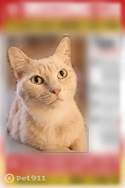 Lost cat, Northumberland Highway, 2211, Lottsburg, Heathsville — golden yellow eyes - photo