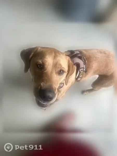 Lost dog, male, Baseline Road, 6414, Little Rock — slender build, about 60 pounds - photo