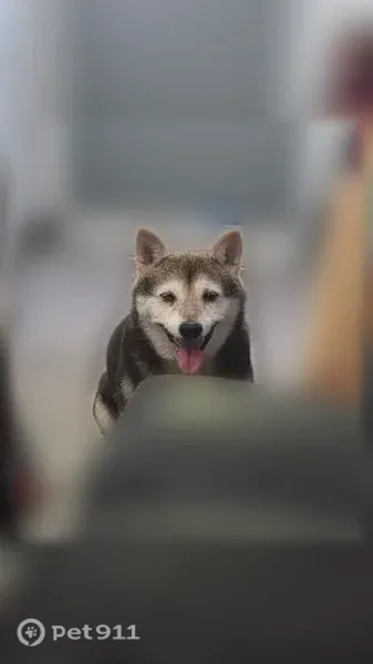 Lost dog, Taylor Boulevard, 4418, Louisville — female Shiba Inu with white paws - photo