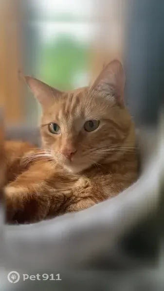 Lost cat, Elm Street, 108, East Bridgewater, Brockton — male, bright orange with greenish eyes - photo