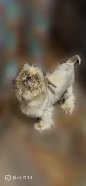 Lost dog, Progress Road, Ellijay, Toledo — female with an uneven shaved coat - photo