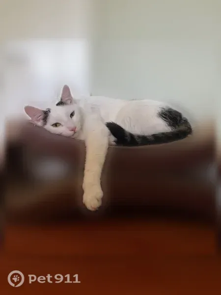 Lost cat, Lemoyne Street, 2216, Los Angeles — white with black spots - photo