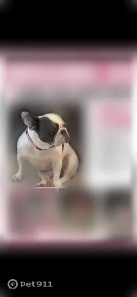 Lost dog, female, Cohassett Lane, 2915, Decatur, Atlanta — white with black spots and pink collar - photo
