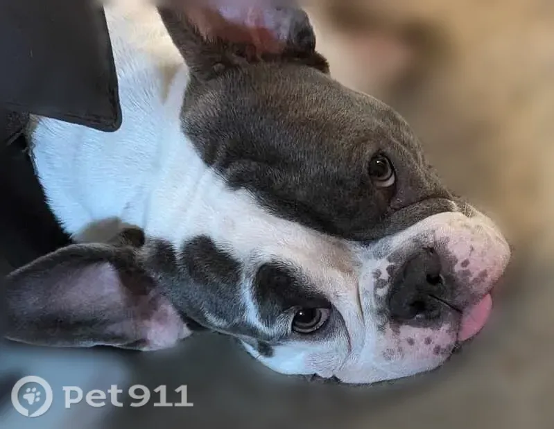 Lost dog, 19th Avenue Southwest, 5234, Seattle — female - photo