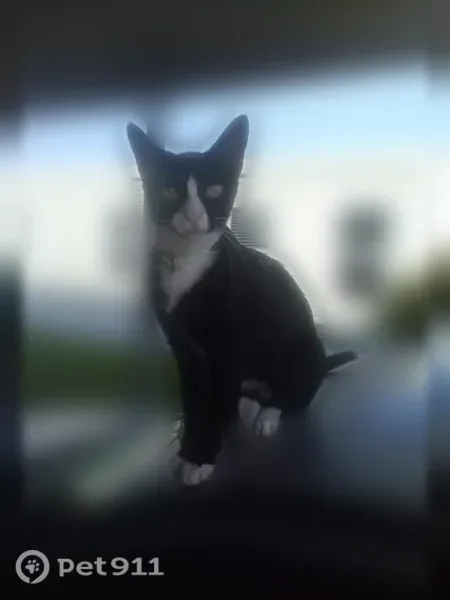 Lost cat, Northwest 51st Court, Pompano Beach, Plantation — female, petite black-and-white cat - photo