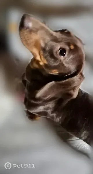 Lost dog, Stone Corral Drive, Sun Valley — female brown-and-tan dachshund with a white chest patch - photo