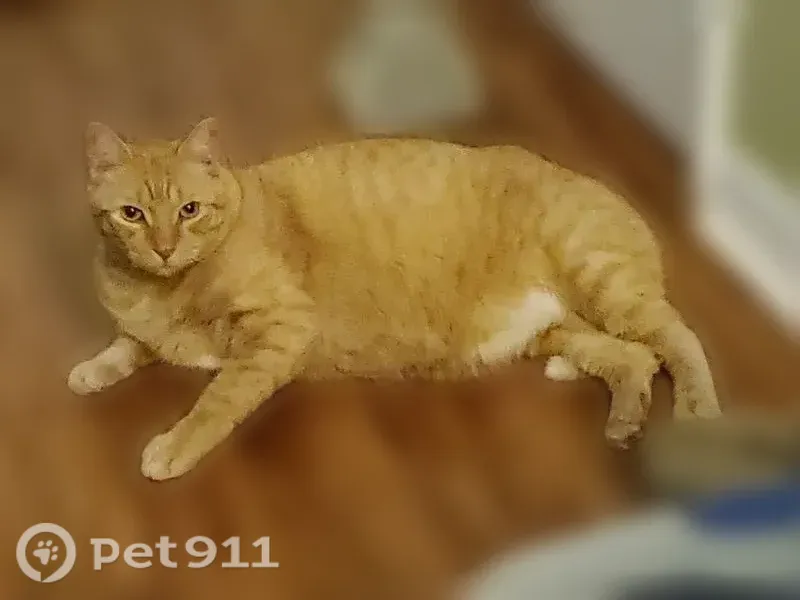 Lost cat, Peninsula Winds Drive, 122, Ormond Beach — orange male with a black freckle on his pink nose - photo
