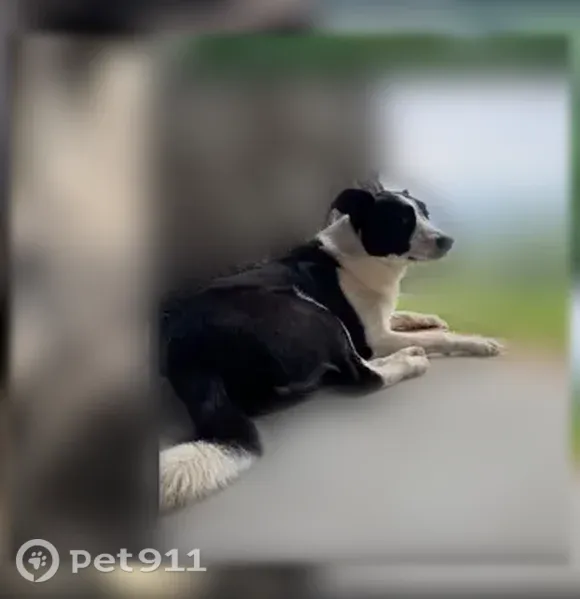 Lost female dog, Grey Lane, 311, Zionville, Boone — no collar, microchipped - photo