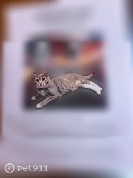 Lost male cat, South Cuyler Avenue, 1232, Berwyn — white paws and blue collar - photo