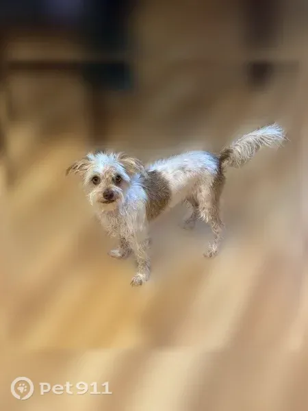 Lost dog, Hatillo Avenue, 8298, Los Angeles — white with big brown spots - photo