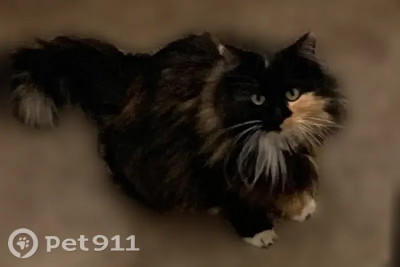 Lost cat, Ridgeway Drive, 398, Grand Junction — female with an orange forehead patch - photo