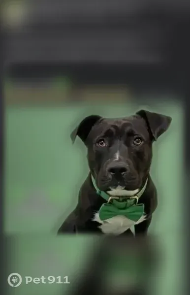 Lost dog, Little John Rd & Old Millington Rd, Knoxville — male black Lab mix with white chest - photo