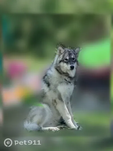 Lost dog, 547th Avenue, 26016, Austin — male Husky, friendly with people - photo