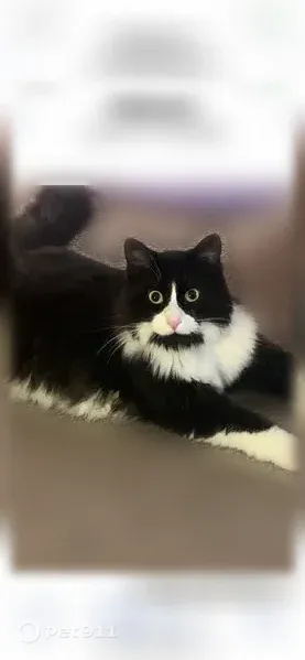 Lost cat, Artcrest Drive, 4910, Midland — male, black-and-white, long-haired - photo